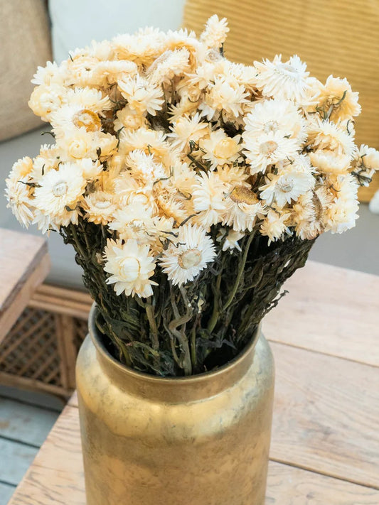Betoverende Witte Helichrysum Droogbloemen